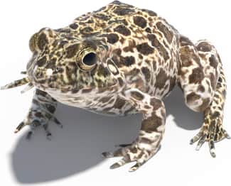 Crawfish Frog