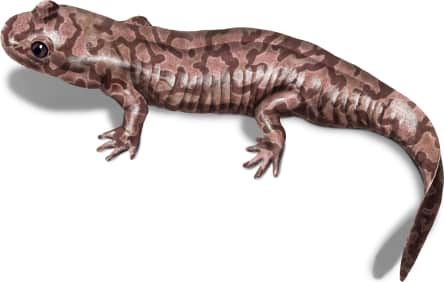 California Giant Salamander