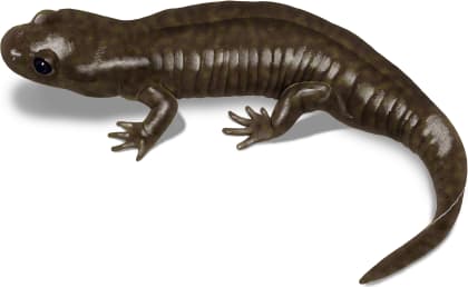 Cope's Giant Salamander — Terrestrial form