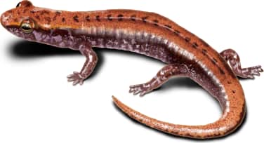 Pygmy Salamander