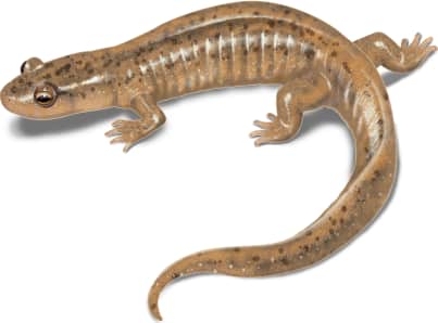 Black Mountain Salamander