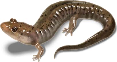 Seal Salamander