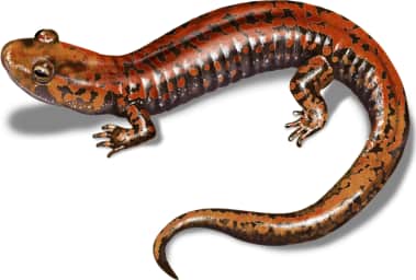 Blue Ridge Dusky Salamander