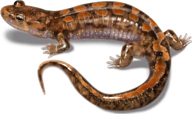 Ocoee Salamander