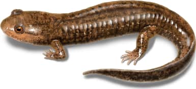 Dwarf Black-bellied Salamander