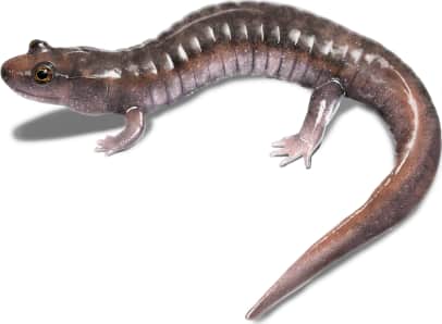Carolina Swamp Dusky Salamander