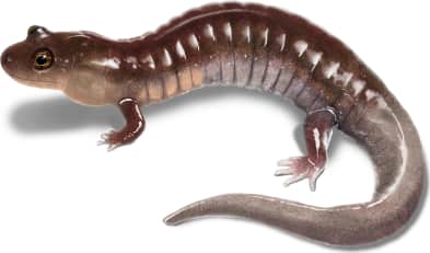 Ouachita Dusky Salamander