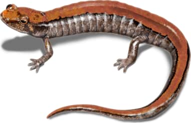 Carolina Mountain Dusky Salamander