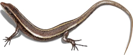 Mottled Snake-eyed Skink