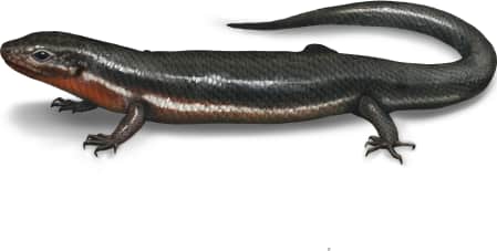 Coal Skink
