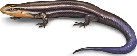 Four-lined Skink — Juvenile