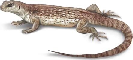 Desert Iguana