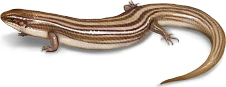 Many-lined Skink