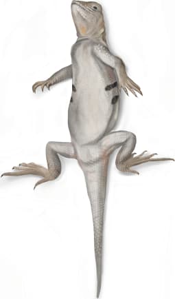 Keeled Earless Lizard