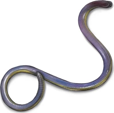 Bakersfield Legless Lizard