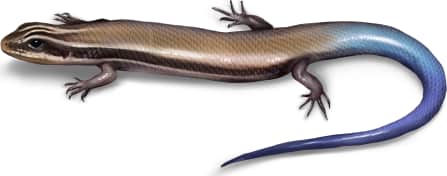 Mountain Skink