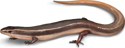 Mole Skink