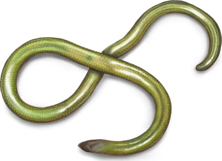 Big Spring Legless Lizard