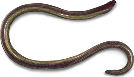 Temblor Legless Lizard