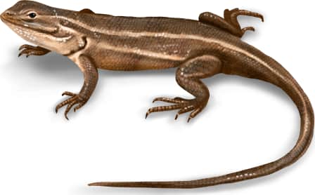 Slevin’s Bunch Grass Lizard — Female
