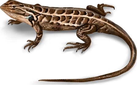 Slevin’s Bunch Grass Lizard — Pale Male