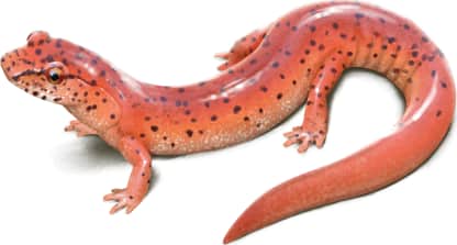 Spring Salamander