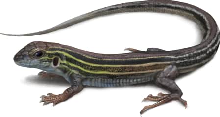 Six-lined Racerunner