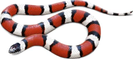 Western Milksnake