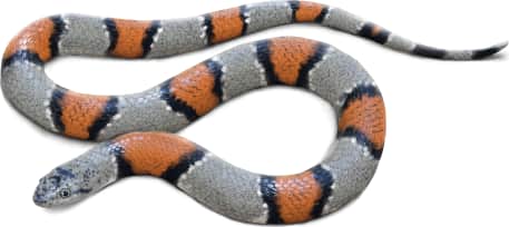 Gray-banded Kingsnake