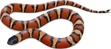 Tamaulipan Milksnake