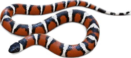 Coast Mountain Kingsnake