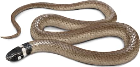 Big Bend Blackhead Snake