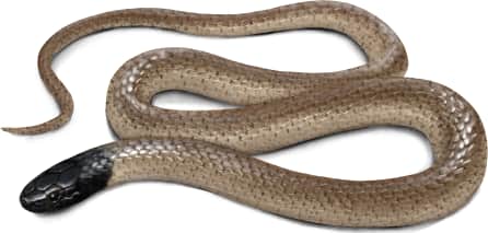 Big Bend Blackhead Snake