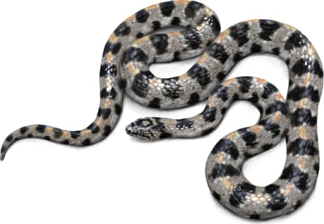 Short-tailed Snake