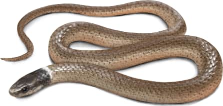 Western Black-headed Snake