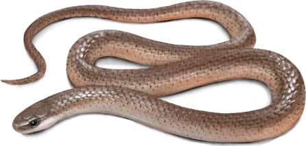 Flat-headed Snake