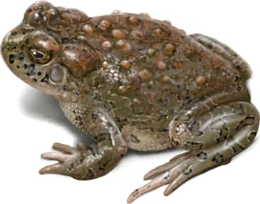 Yosemite Toad