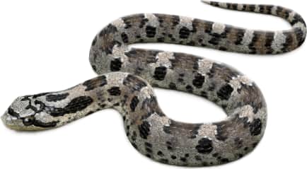 Eastern Hognose Snake
