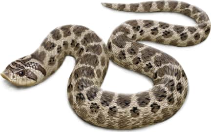 Mexican Hognose Snake