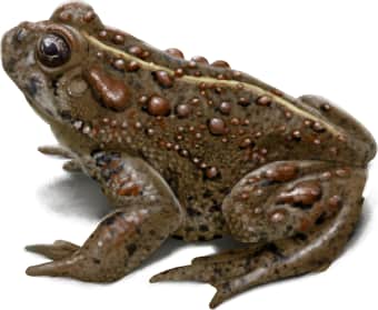 Western Toad — Boreal Toad