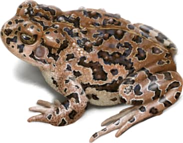 Yosemite Toad — Yosemite Toad Female