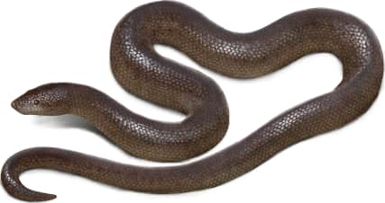 Coastal Rosy Boa