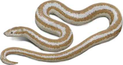 Desert Rosy Boa