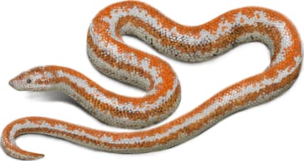 Coastal Rosy Boa