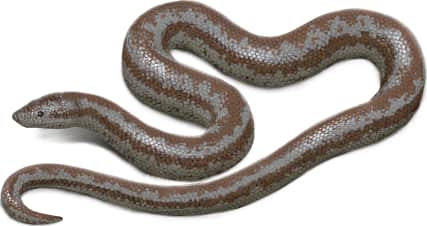 Coastal Rosy Boa