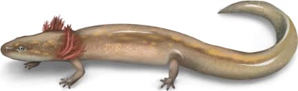 Georgetown Salamander