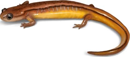 Chamberlain's Dwarf Salamander