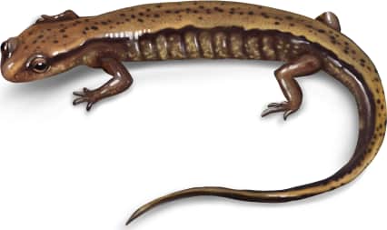 Brownback Salamander