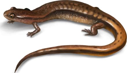 Hillis's Dwarf Salamander