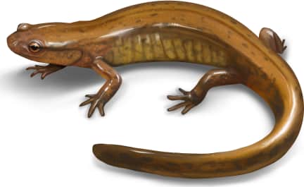 Junaluska Salamander